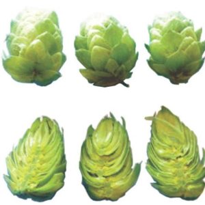 US AZACCA 50G
